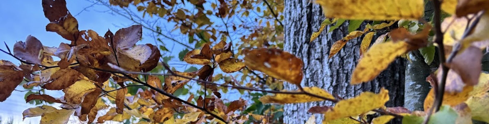 Schwäbischer Albverein | Ortsgruppe Dettingen/Alb